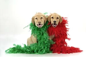 Images Dated 28th November 2007: DOG. Labrador Retriever puppies (9 wks old) with red & green feather boa Digital Manipulation