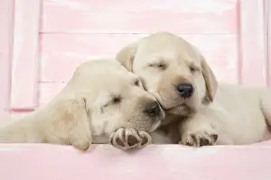 Valentine Prints: DOG. Labrador retriever puppies asleep in a wooden box