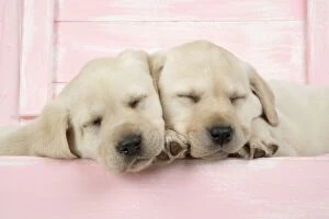 DOG. Labrador retriever puppies asleep in a wooden box