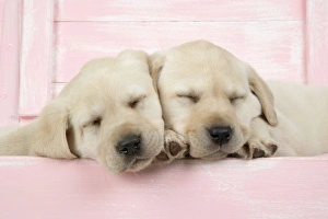 Labrador -young puppies sleeping