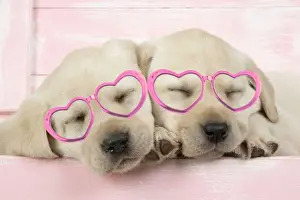 Boxes Prints: DOG. Labrador retriever puppies asleep in a wooden box wearing heart shaped glasses