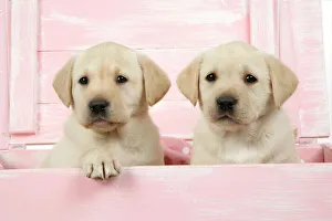 Images Dated 12th April 2007: DOG. Labrador retriever puppies in a wooden box