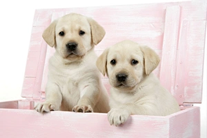 Images Dated 12th April 2007: DOG. Labrador retriever puppies in a wooden box