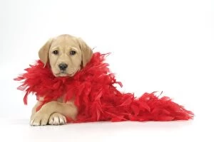 Images Dated 28th November 2007: DOG. Labrador Retriever puppy (9 wks old ) with red feather boa