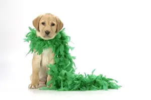 Boas Prints: DOG. Labrador Retriever puppy (9 wks old ) with green feather boa