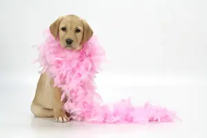 Valentine Prints: DOG. Labrador Retriever puppy (9 wks old) with pink feather boa