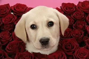 Valentine Prints: DOG. Labrador Retriever puppy ( 9 wks old ) with roses