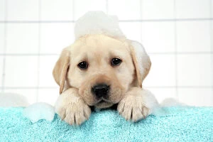 DOG. Labrador retriever puppy with in bath with soap bubbles