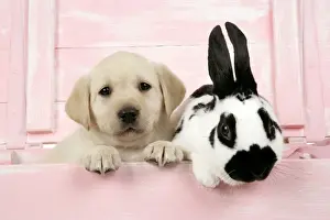 DOG. Labrador retriever puppy & English rabbit in a wooden box