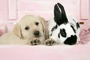 DOG. Labrador retriever puppy & English rabbit in a wooden box