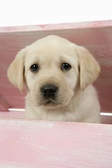 DOG. Labrador retriever puppy looking out of a wooden box