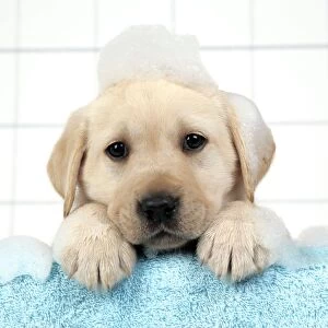 Images Dated 12th April 2007: DOG. Labrador retriever puppy with soap bubbles