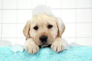 Images Dated 12th April 2007: DOG. Labrador retriever puppy with soap bubbles
