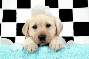 DOG. Labrador retriever puppy with soap bubbles