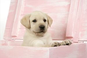 Images Dated 12th April 2007: DOG. Labrador retriever puppy in a wooden box
