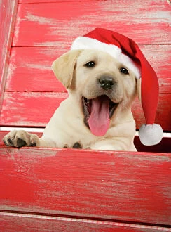 DOG. Labrador retriever puppy in a wooden box dressed in Christmas outfit listening to earphones