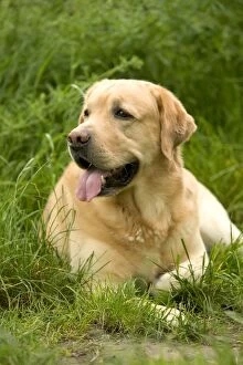 Dog - Labrador Retriever resting in grass