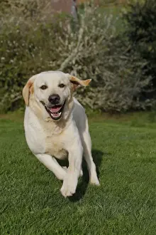 Dog - Labrador running