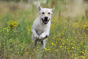 Dog. Labrador running in field