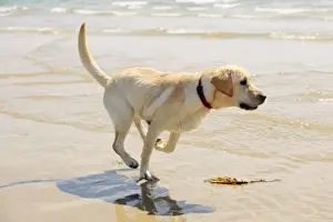 Surf Prints: DOG. Labrador running in surf