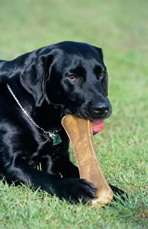 DOG - Labrador, sitting down, with chew