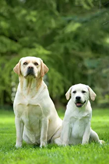 Labrador - adult and puppy