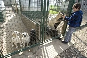Dog - Labradors in kennel run with boy