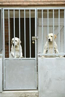Rescue Centre Collection: Dog - two labradors at rescue centre