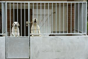 Rescue Centre Collection: Dog - two labradors at rescue centre, barking