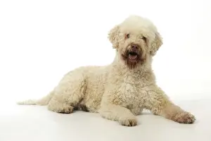DOG. Lagotto romagnolo