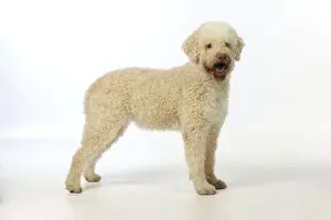 DOG. Lagotto romagnolo