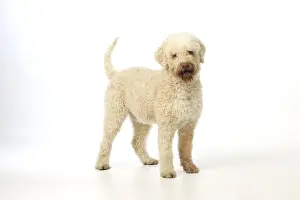 DOG. Lagotto romagnolo