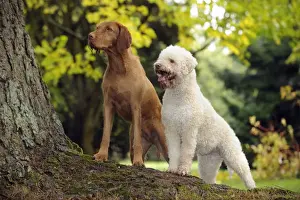 Vizsla Prints: DOG. Lagotto Romagnolo and Hungarian Wire-haired Vizsla standing on tree root