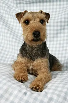 Dog - Lakeland Terrier on blue and white checked material
