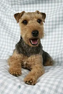 Dog - Lakeland Terrier on blue and white checked material