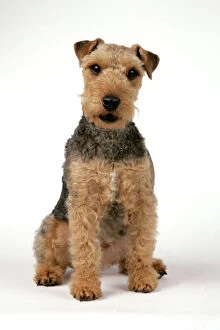 Dog - Lakeland Terrier with mouth open