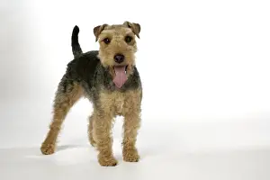 Dog - Lakeland Terrier standing up panting