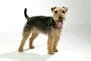 Tongue Prints: Dog - Lakeland Terrier standing up panting