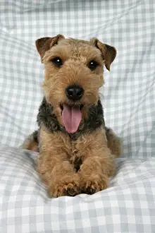 Dog - Lakeland Terrier with tongue sticking out panting, on blue and white checked material