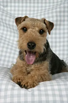 Dog - Lakeland Terrier with tongue sticking out panting on blue and white checked material