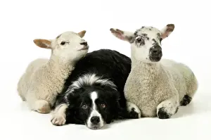 DOG & LAMB. Border collie sitting between two cross breed lambs