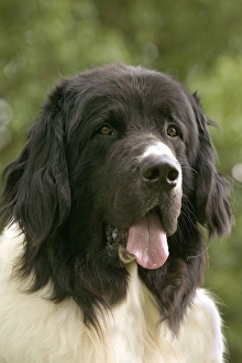 Images Dated 21st June 2004: Dog - Landseer