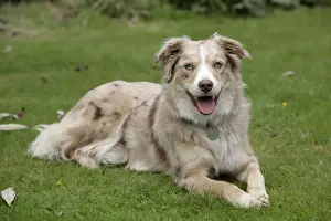 Collars Prints: DOG - Laying on grass with mouth open