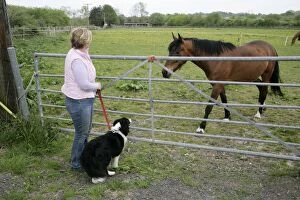 Dog on a lead looking at a horse through a gate