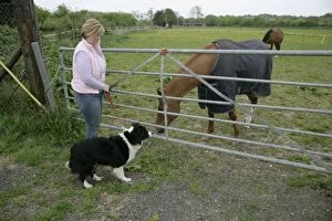 Images Dated 25th April 2007: Dog on a lead looking at a horse through a gate