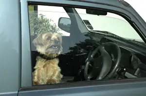 Dog left in car with window open for ventilation