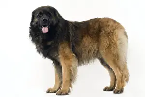 Dog - Leonberger