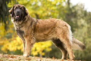 Images Dated 26th October 2008: Dog - Leonberger
