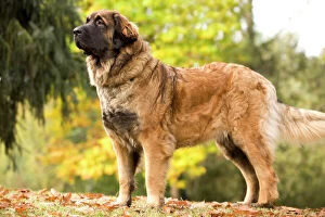Images Dated 26th October 2008: Dog - Leonberger