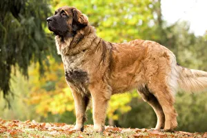 Images Dated 26th October 2008: Dog - Leonberger